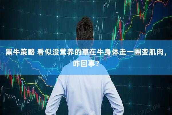 黑牛策略 看似没营养的草在牛身体走一圈变肌肉，咋回事？